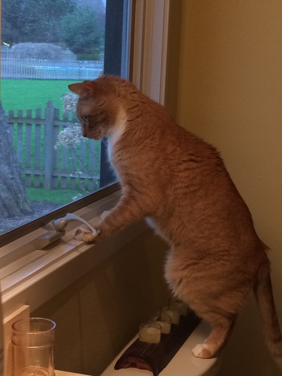 Kitty on alert. He sees something...